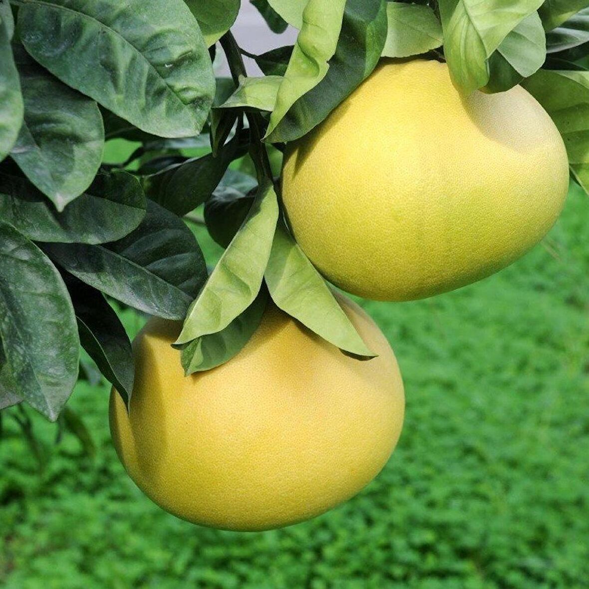 Tüplü Aşılı Özel Ürün Şadok Pomelo (Ağaç Kavunu) Fidanı