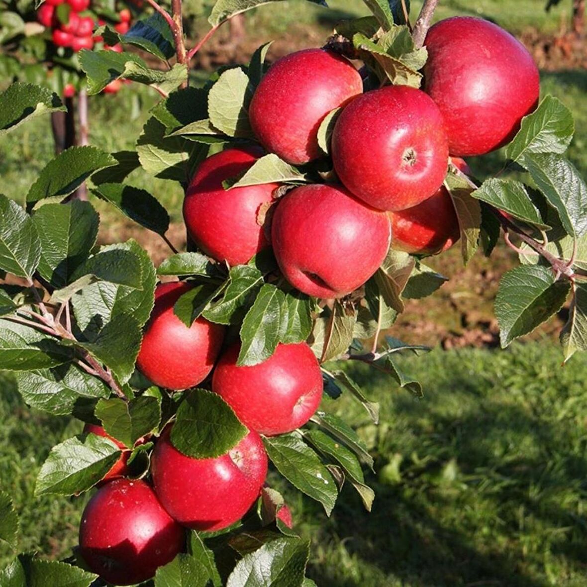 Tüplü Aşılı Sert Sulu Verimli Leziz Yarı Bodur Fuji Kiku Elma Fidanı