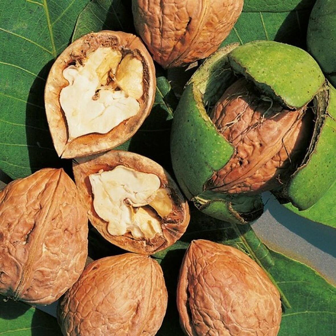 Tüplü Aşılı Verimli Lara Ceviz Fidanı