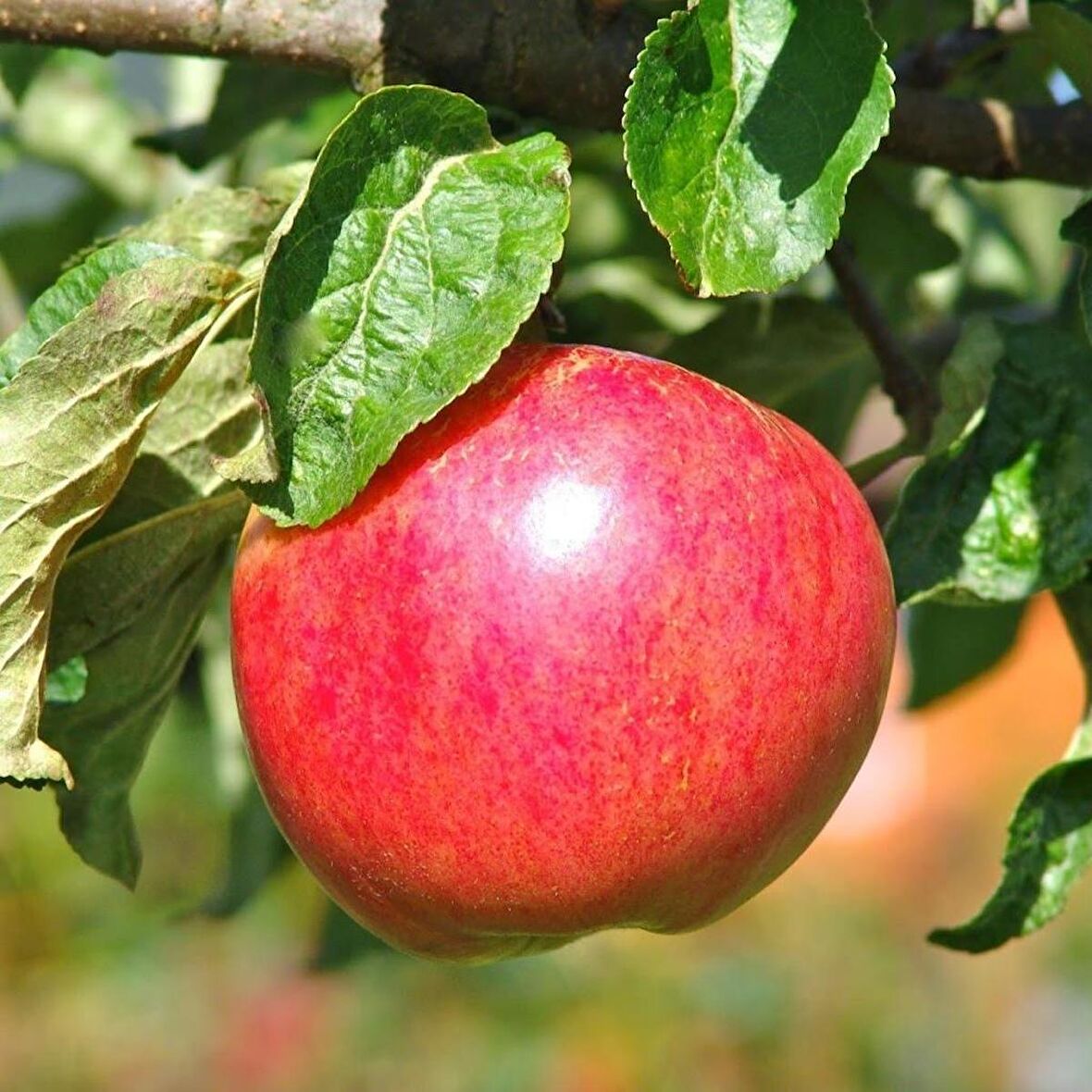 Tüplü Aşılı Verimli Yazlık Yarı Bodur Summer Red Elma Fidanı