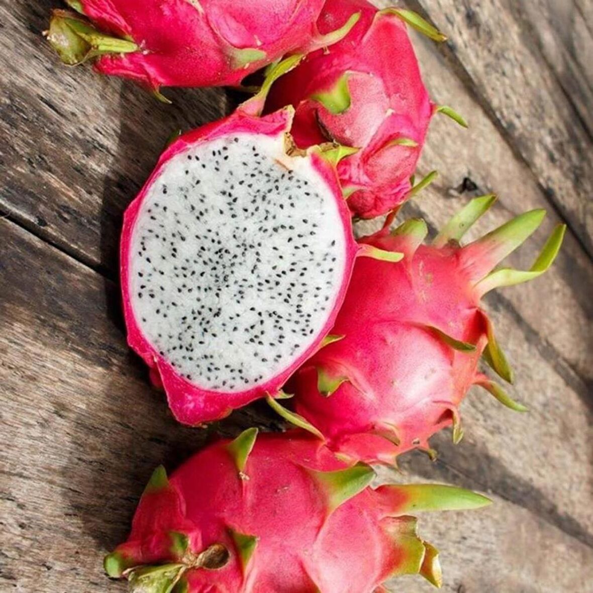 Tüplü Beyaz Pitaya Ejder Meyvesi Fidanı