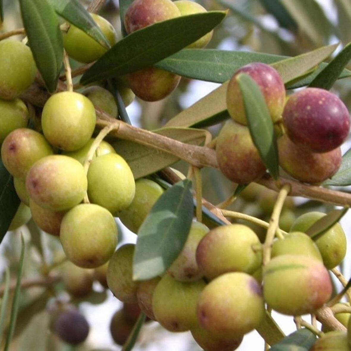 Tüplü Bol Verimli Bodur Arbequina Zeytin Fidanı (2 Yaş)