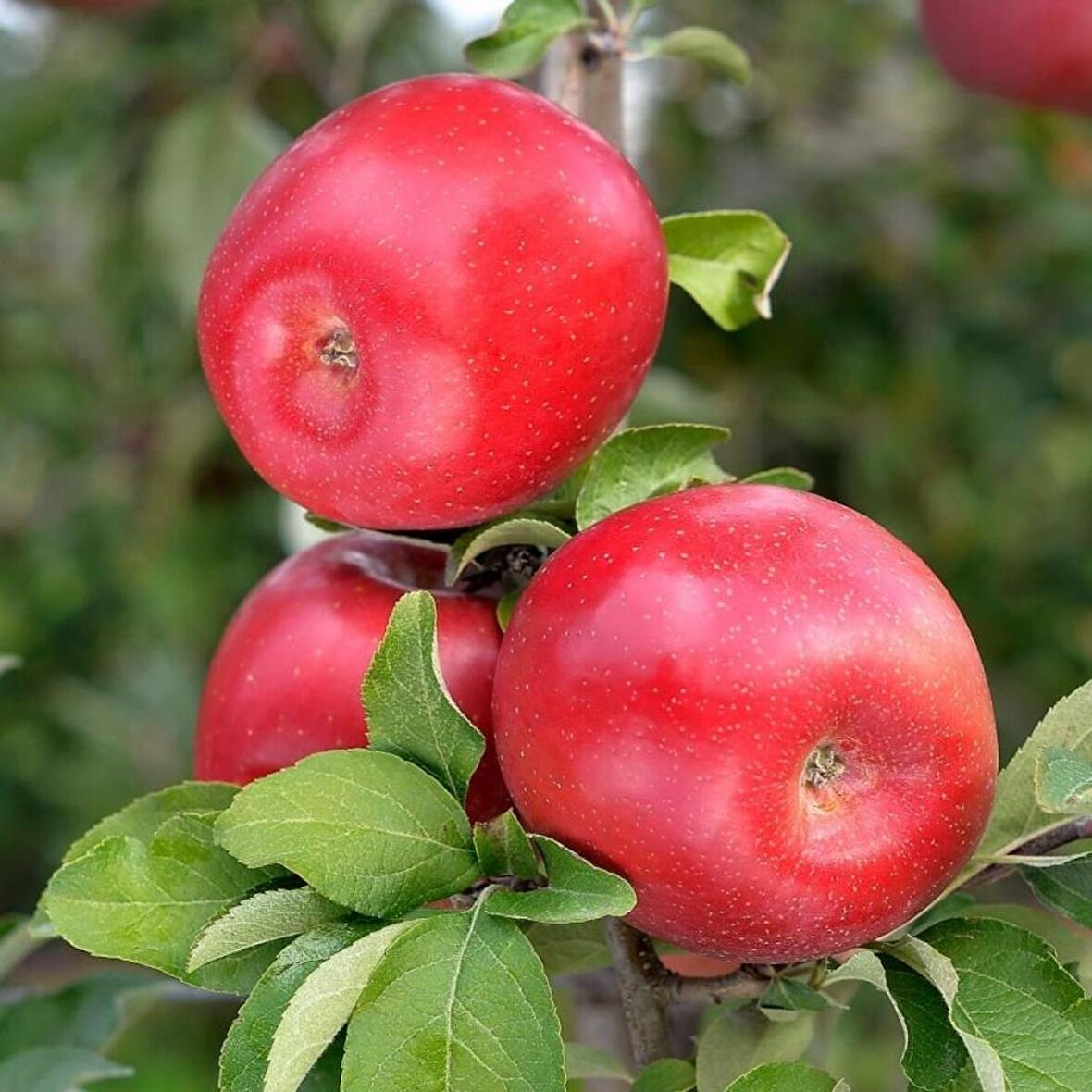 Tüplü Bol Verimli Sulu Tam Bodur Fuji Zhen Aztec Elma Fidanı