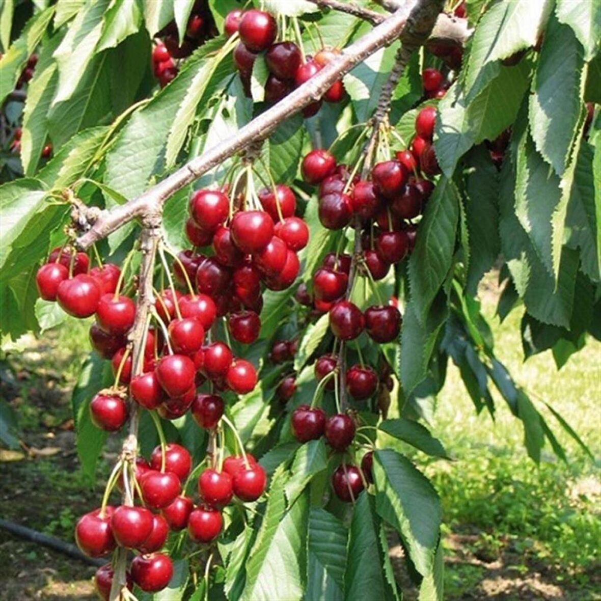 Tüplü Çok Erkenci Bol Verimli Yarı Bodur Vista Kiraz Fidanı