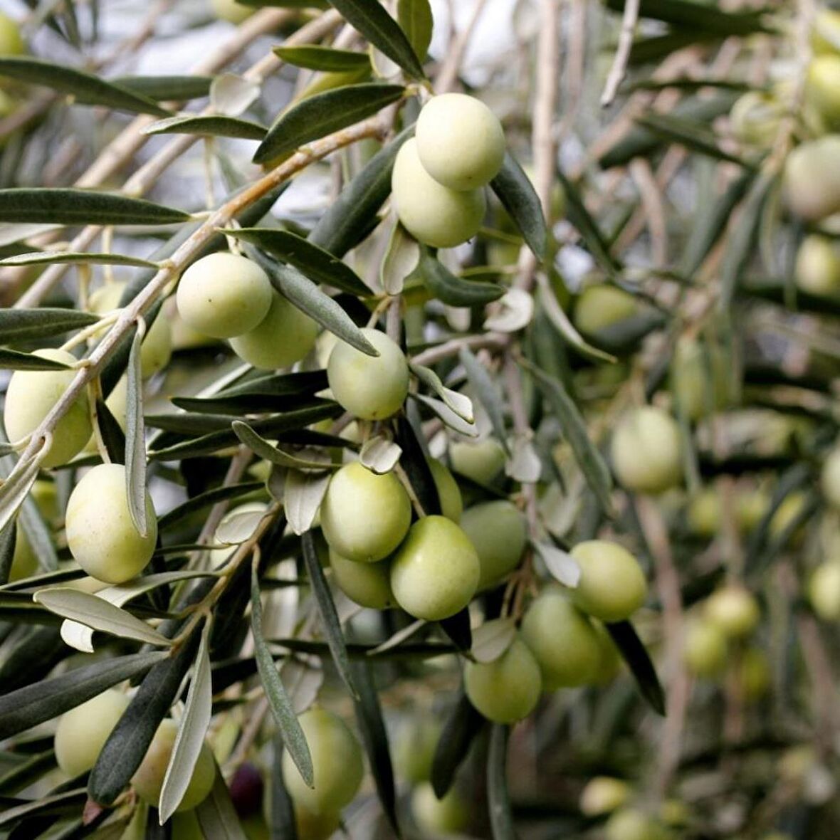 Tüplü Çok İri Meyveli Kalamata Zeytin Fidanı