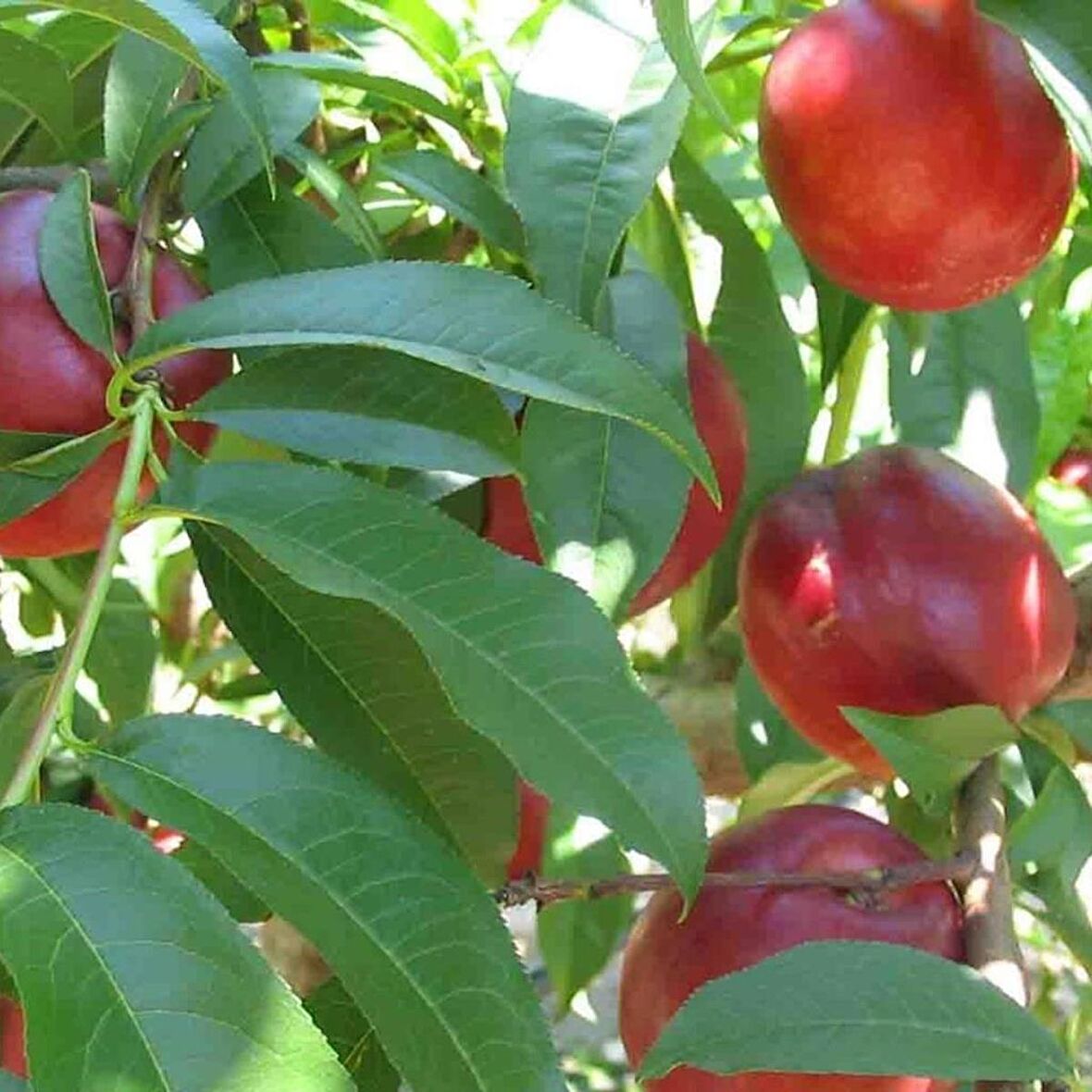 Tüplü Geçci Bol Verimli Yarı Bodur Morsianna Nektarin Fidanı