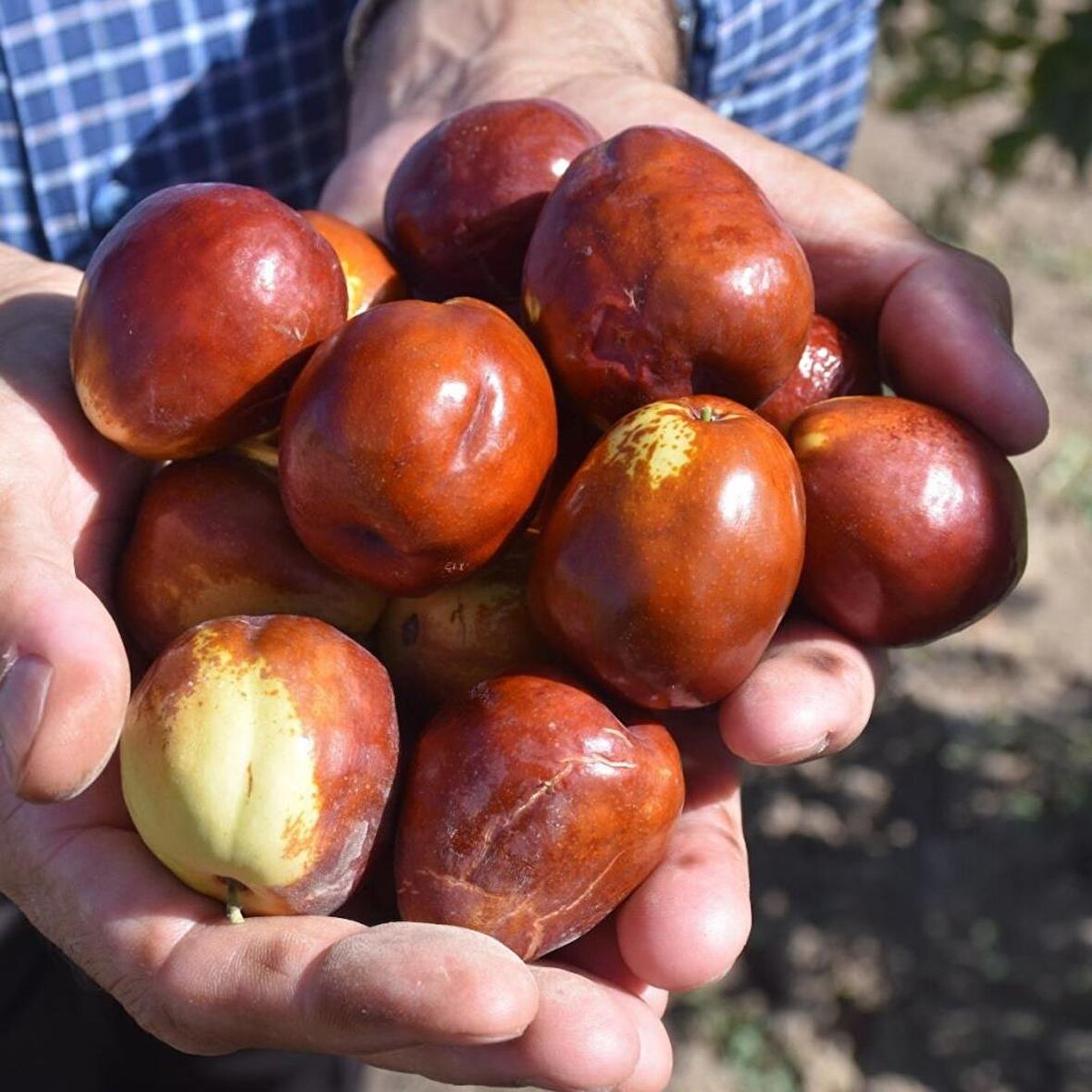 Tüplü İri Meyveli Hünnap Fidanı (80-120 cm)