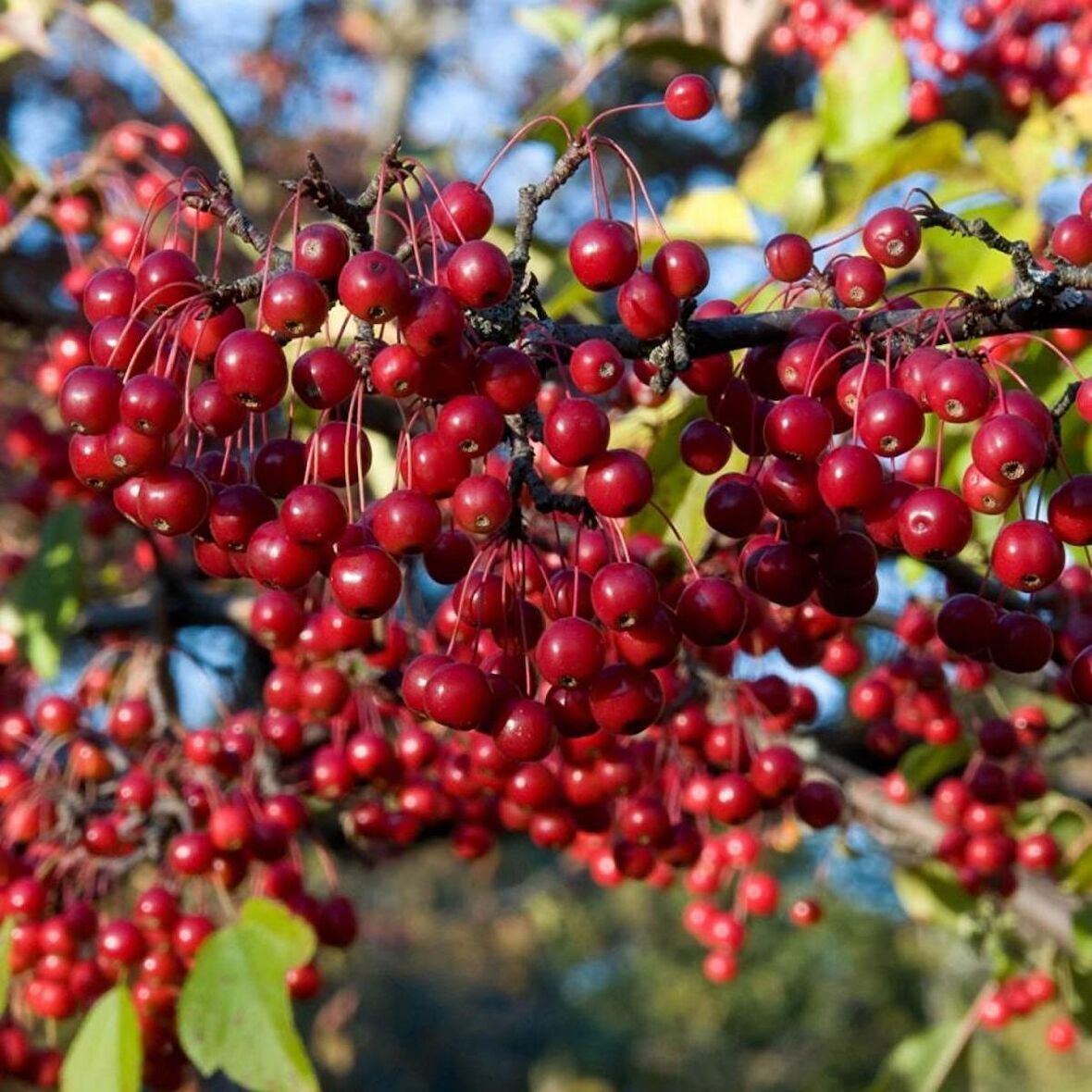 Tüplü Kırmızı Meyveli Aronia (Aronya) Fidanı