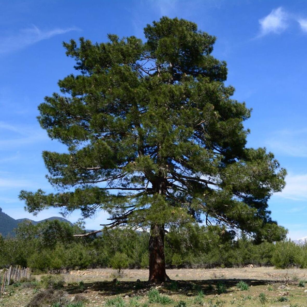 Tüplü Kızıl Çam (Pinus Brutia) Fidanı