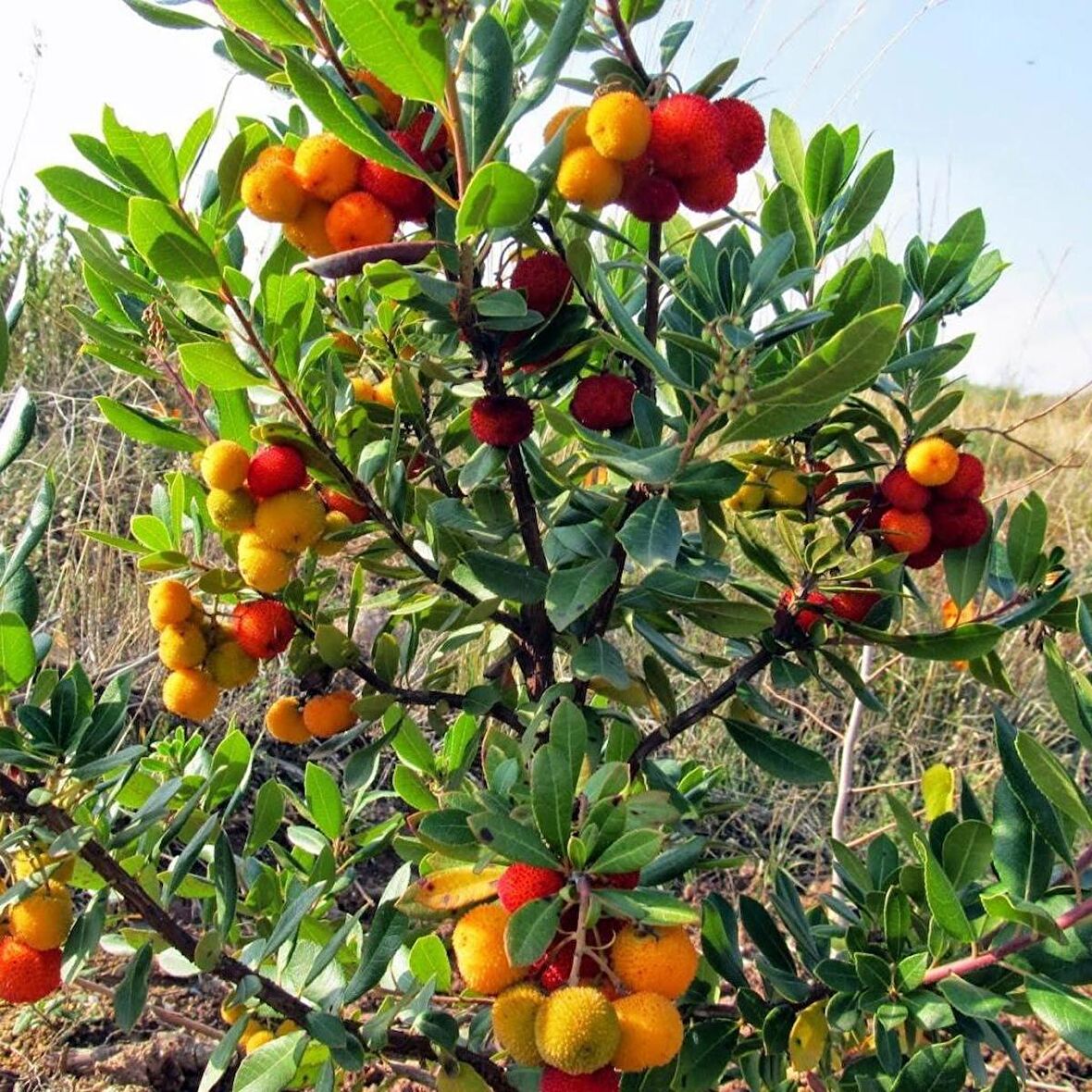 Tüplü Kocayemiş (Dağ Çileği) Fidanı