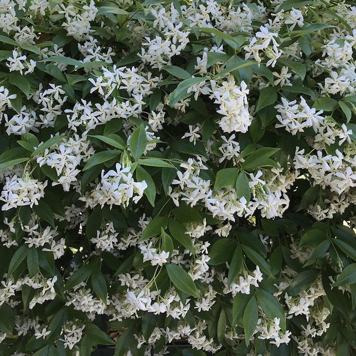Tüplü Kokulu Lonicera Caprifolium Hanım Eli Fidanı (10 Adet)