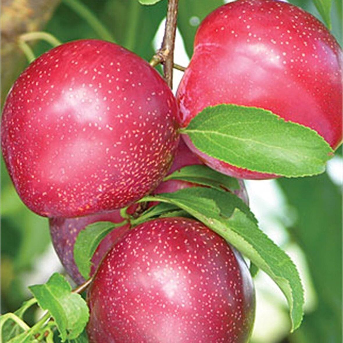 Tüplü Leziz Aromatik Verimli Yarı Bodur Fortune Japon Erik Fidanı