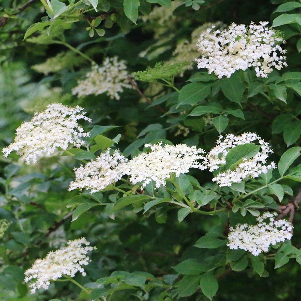 Tüplü Meyve Verme Yaşında Mürver Ağacı (Sambucus Nigra)  Fidanı