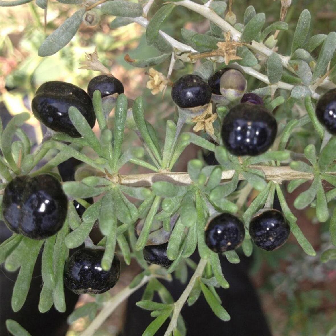 Tüplü Nadir Siyah Goji Berry Fidanı (Sınırlı Sayıda)