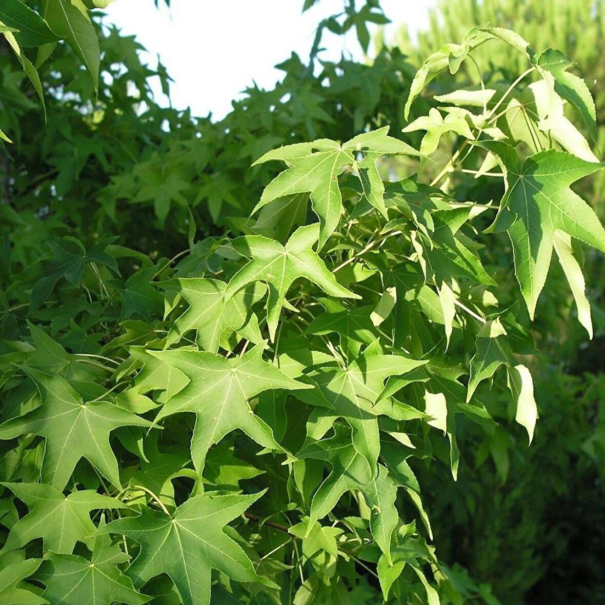 Tüplü Sığla Ağacı (Liquidambar Oriantalis) Fidanı