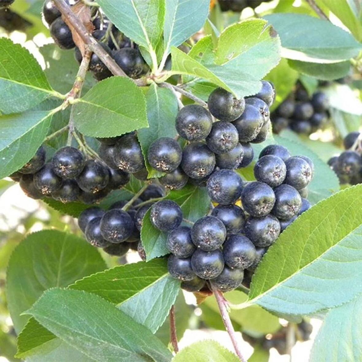 Tüplü Siyah Aronya (Aronia) Chokeberry Fidanı (15-20cm)