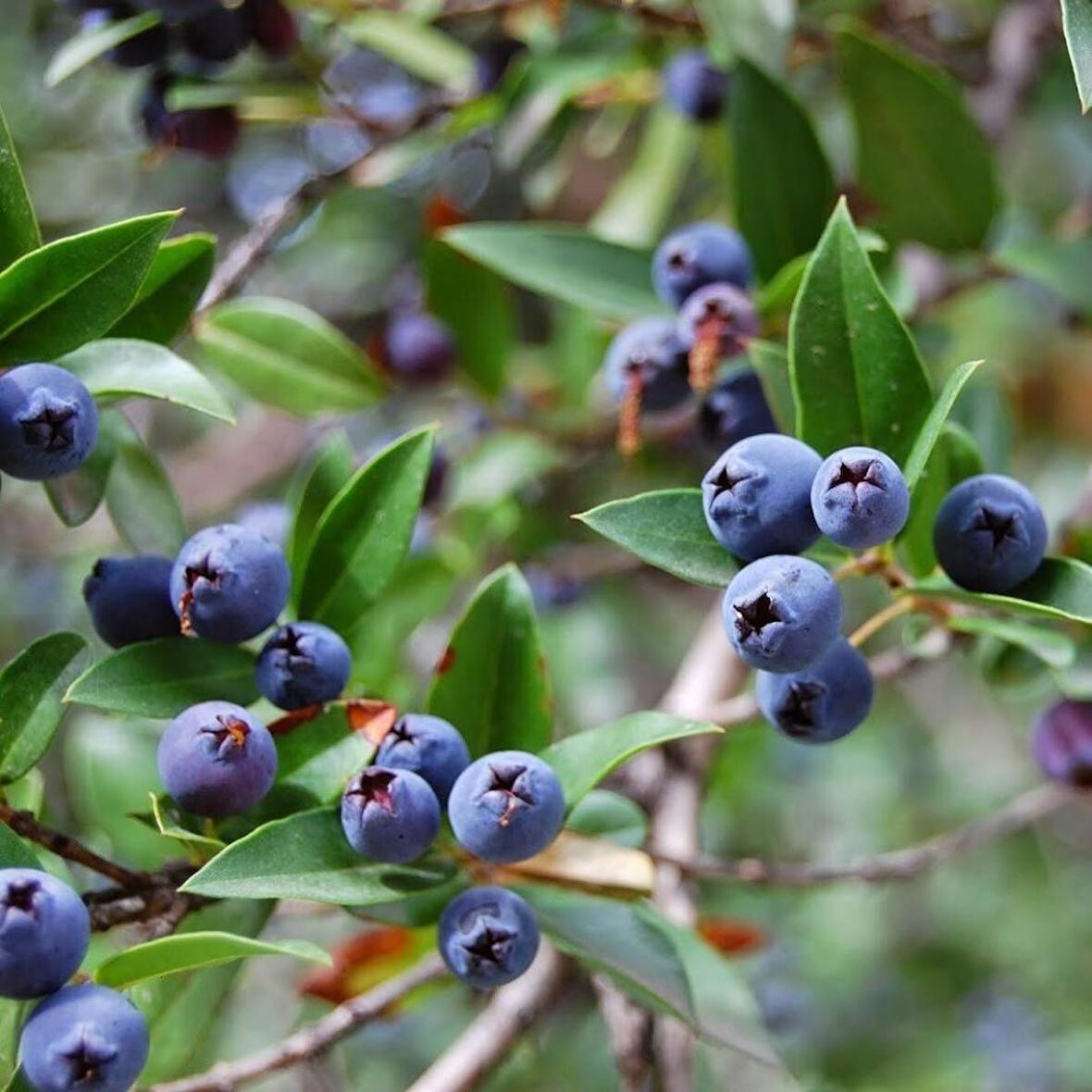 Tüplü Siyah Murt(Hambeles) Fidanı