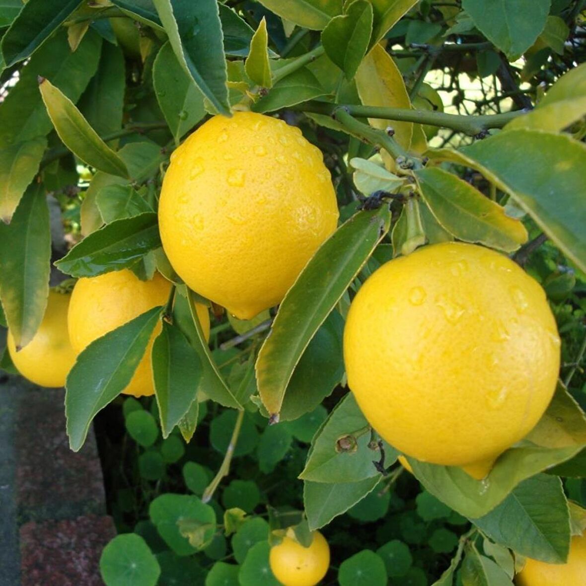 Tüplü Soğuklara Dayanıklı Verimli Yarı Bodur Mayer Limon Fidanı