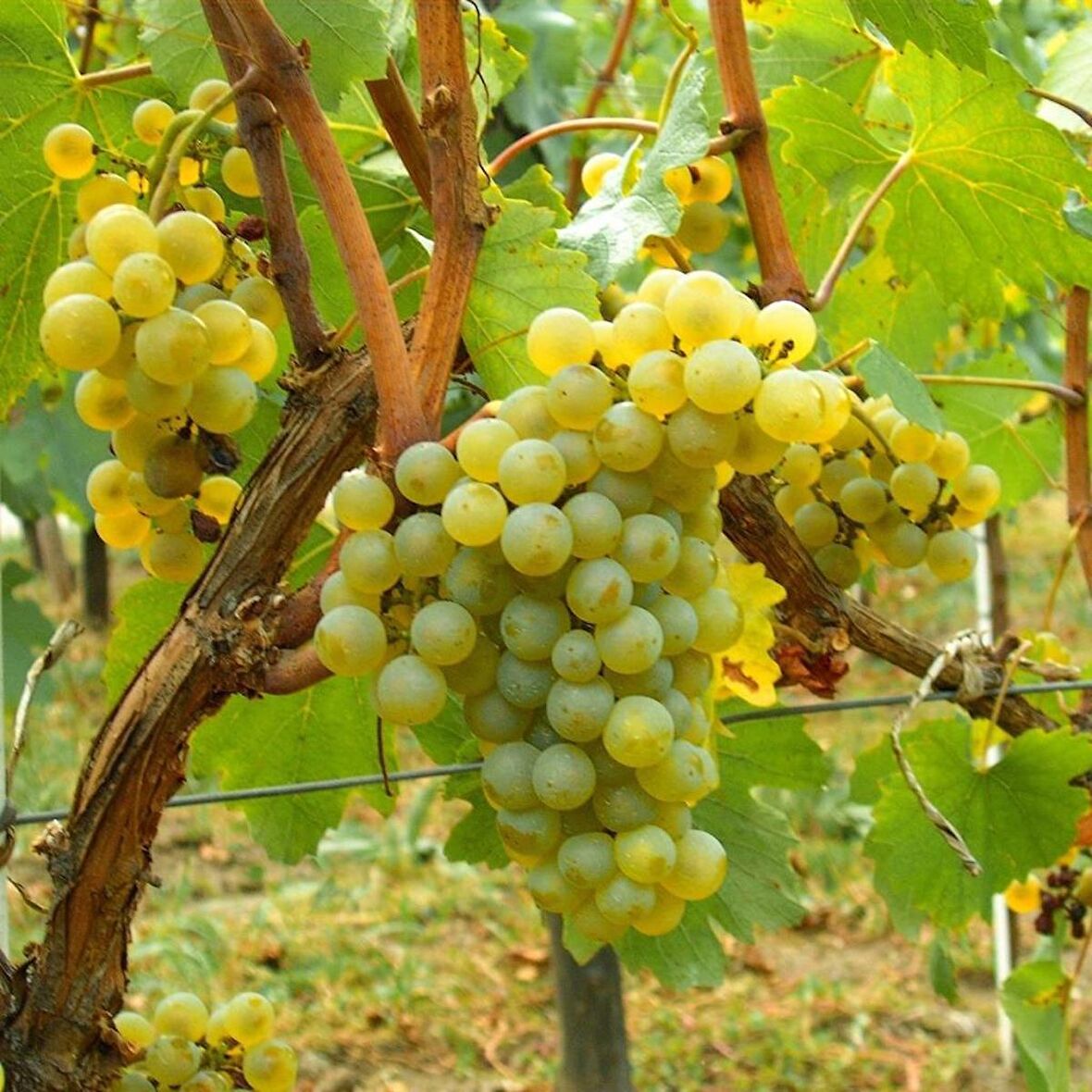 Tüplü Şaraplık Chardonnay Beyaz Üzüm(Asma-Bağ) Fidanı
