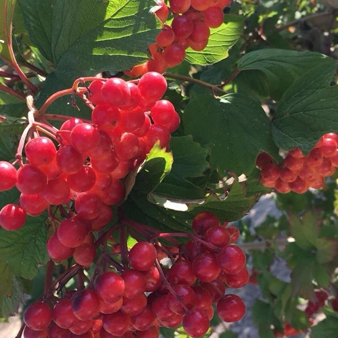 Tüplü Şifalı Aromatik Girebolu Girabolu Gilaboru Fidanı