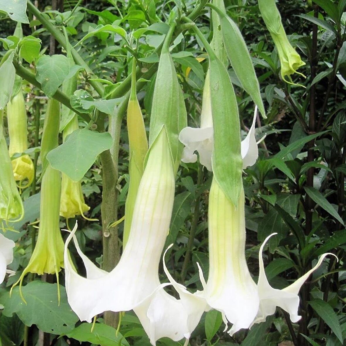 Tüplü Yoğun Kokulu Meleklerin Borazanı Beyaz Brugmansia Fidanı