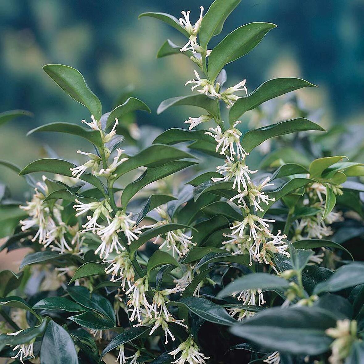 Tüplü Yoğun Kokulu Sarcococca (Parfüm Kutusu Çiçeği) Fidanı