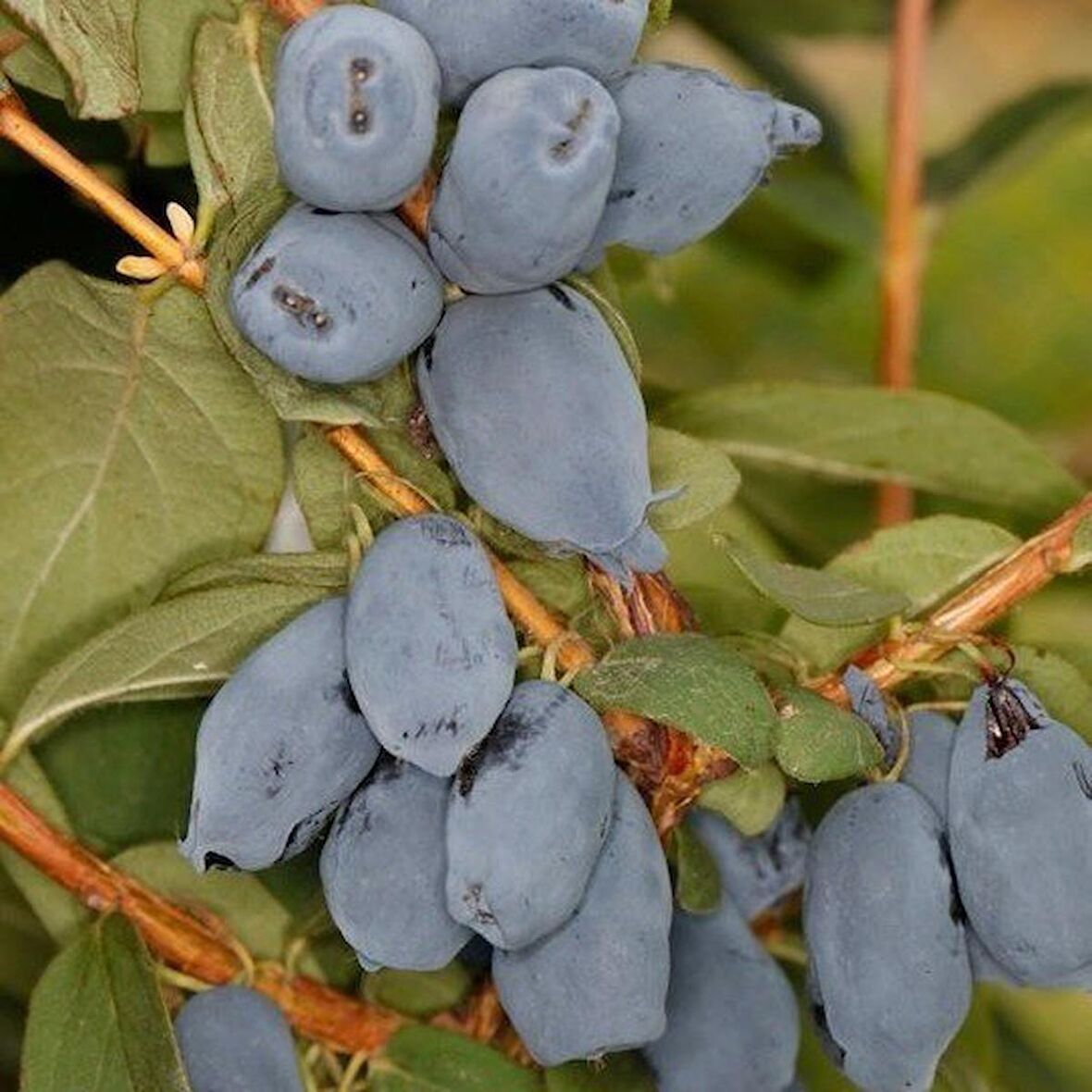 Tüplü Honeyberry Bal Yemişi Fidanı (50 Adet)