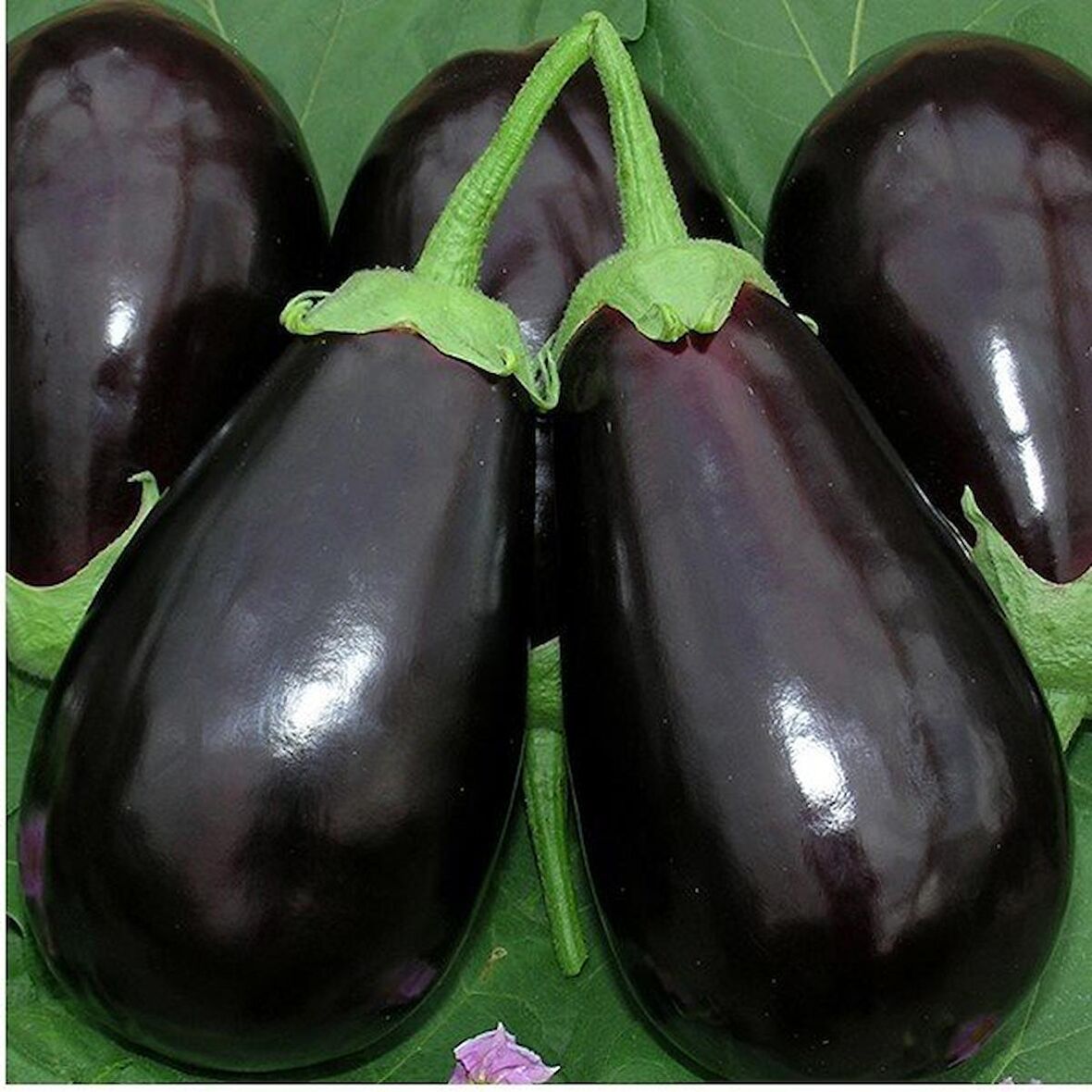 Adana Dolmalık Patlıcan Tohumu (10 gram)