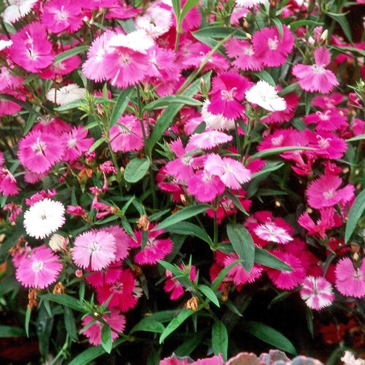 Dianthus Bahar Pembesi Çiçeği Tohumu (50 adet)