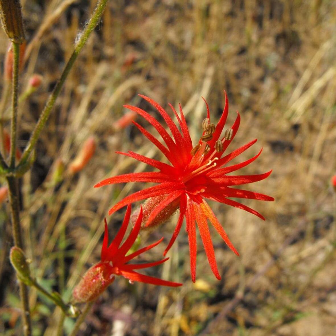 Nadir Kırmızı Renkli  Silene (Nakil) Çiçeği Tohumu (20 tohum)