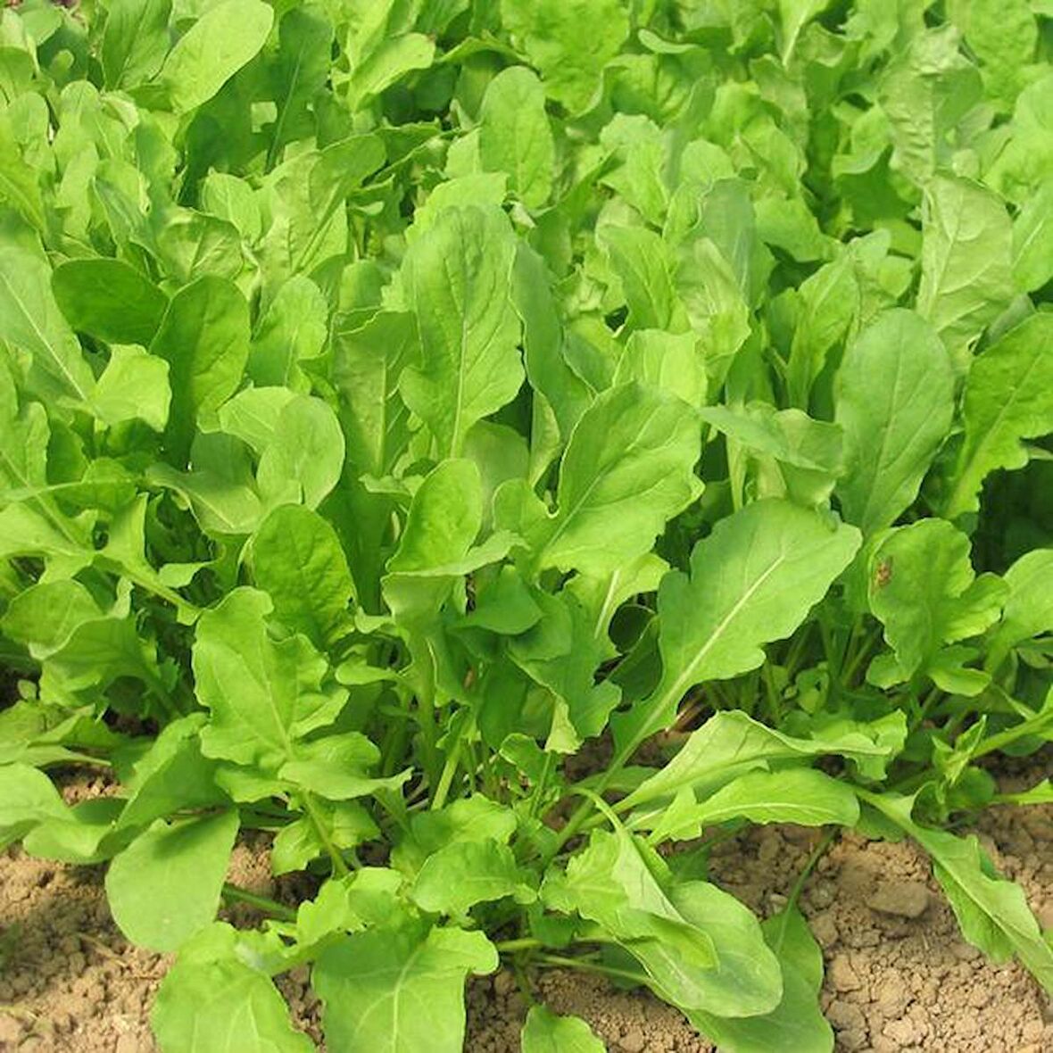 Toros Yeşili Geniş Yaprak Tere Tohumu (10 gram)