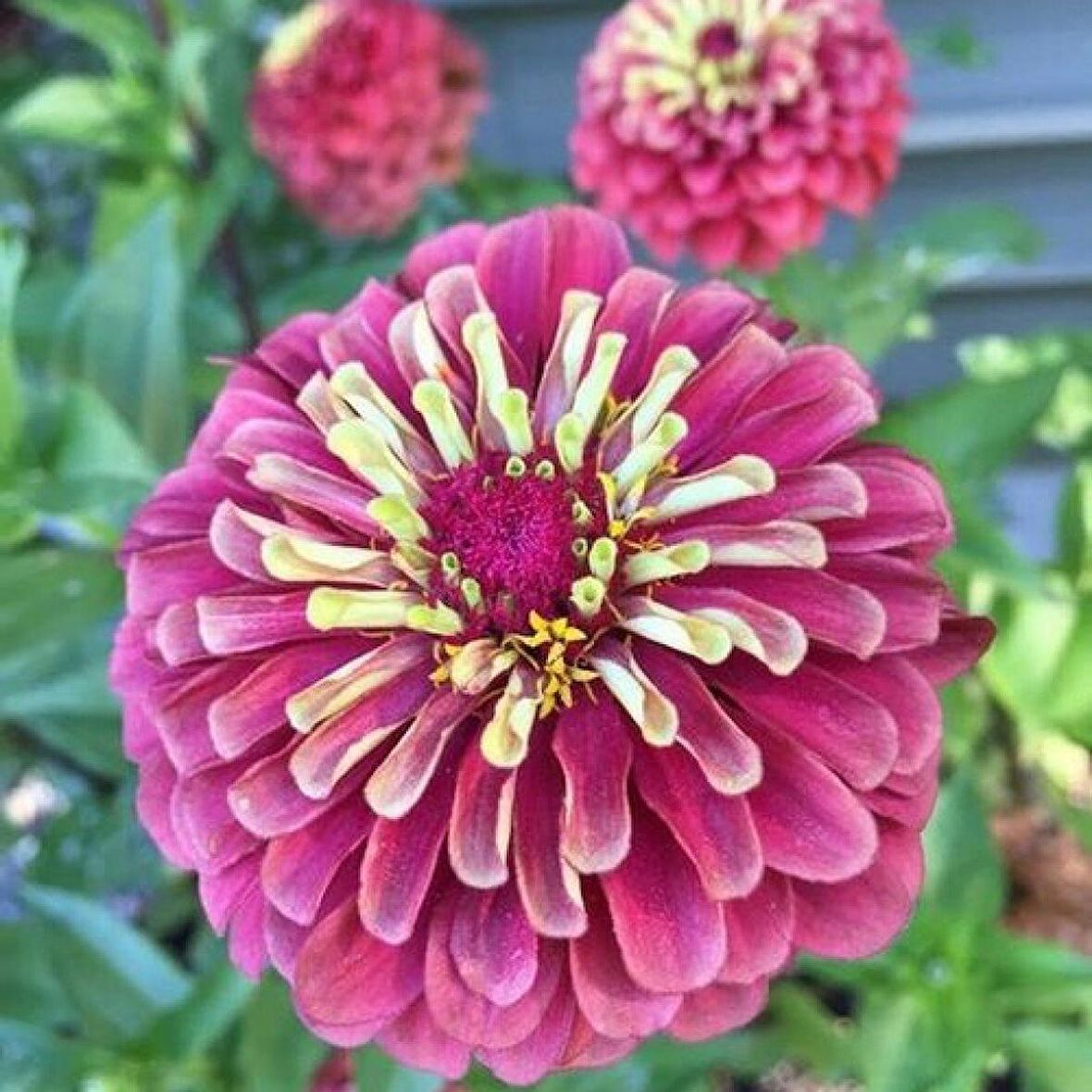 Dahlia Çiçekli Violet Pembe Zinya Çiçeği Tohumu(40 tohum)