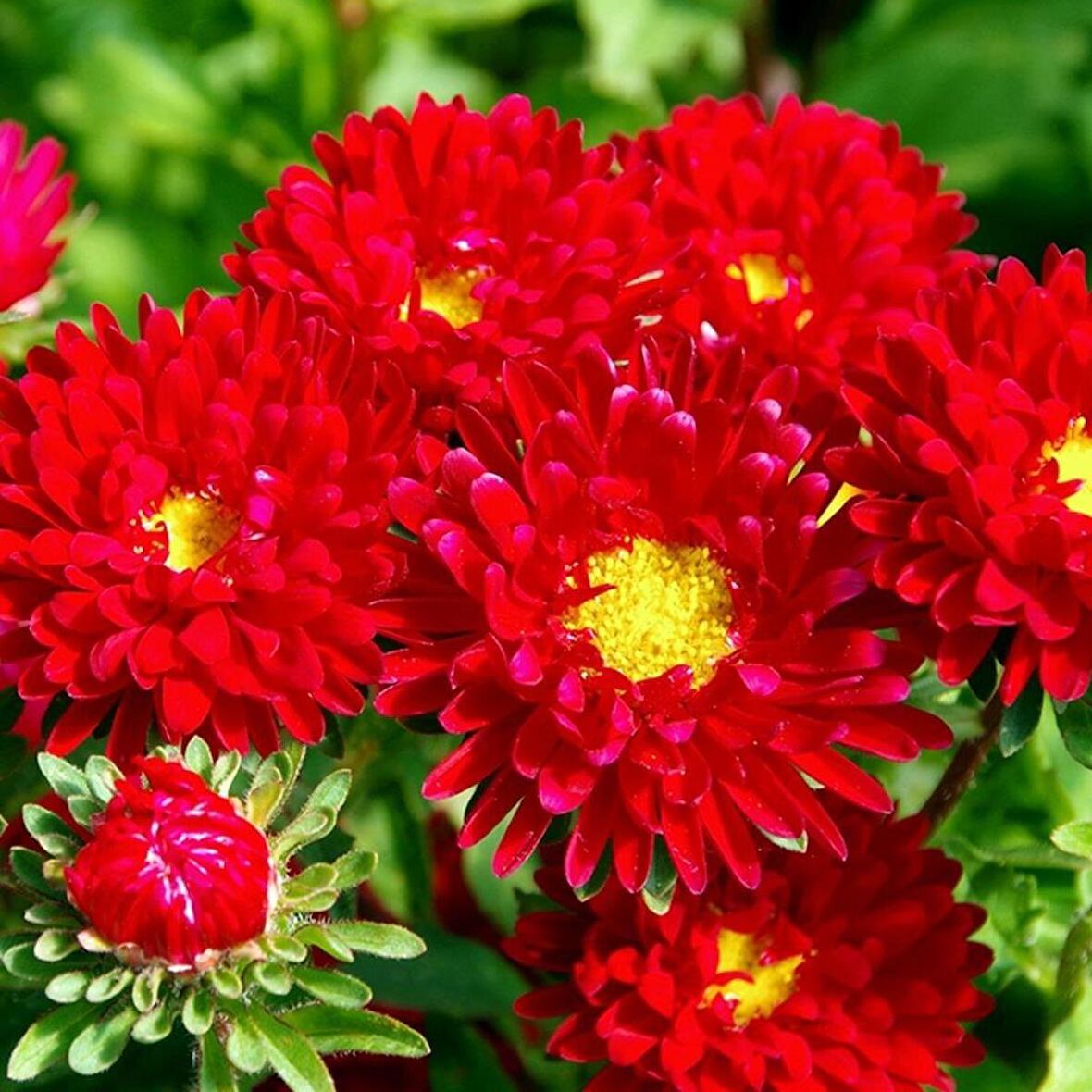 Pompon Salmon Red Aster Çiçeği Tohumu(50 tohum)
