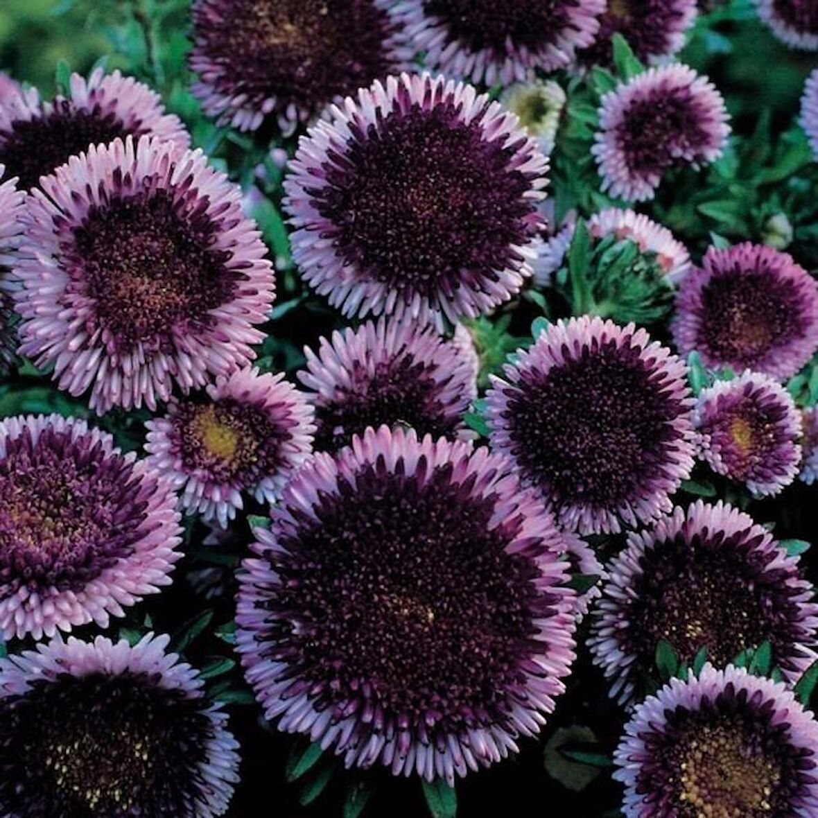 Pompon Blue Moon Aster Çiçeği Tohumu (50 tohum)