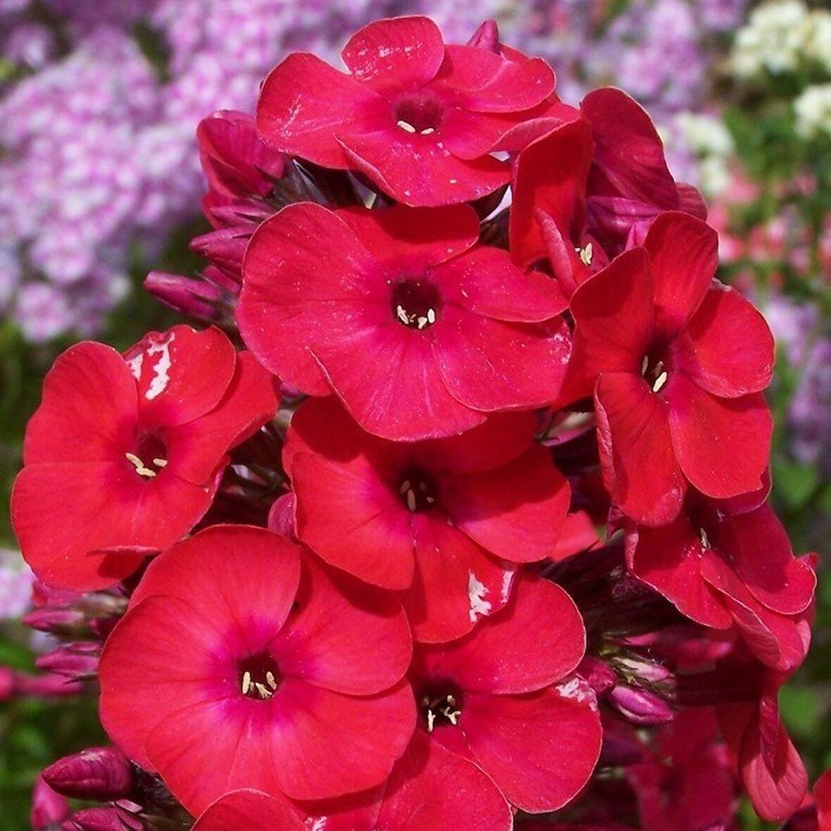 Kırmızı Love Floks Çiçeği Tohumu (100 tohum)