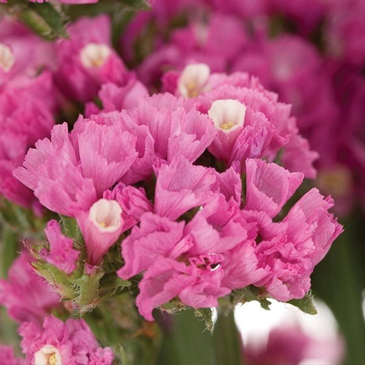 Limonium Sinuatum Deep Rose Deniz Lavantası Tohumu (30 tohum)