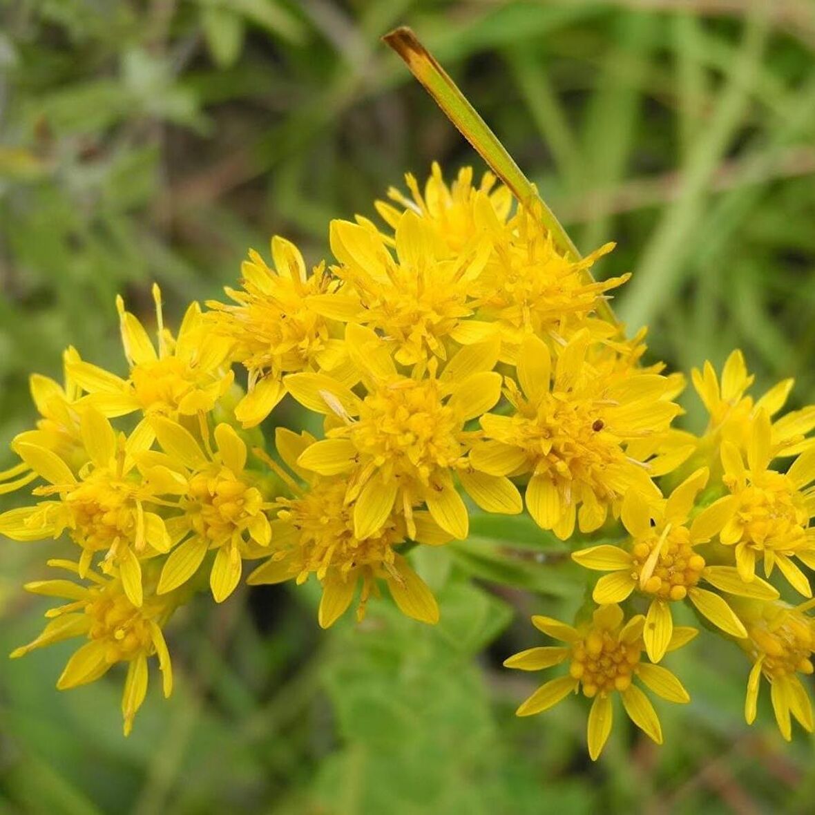 Stiff Goldenrod Çiçeği Tohumu (100 tohum)
