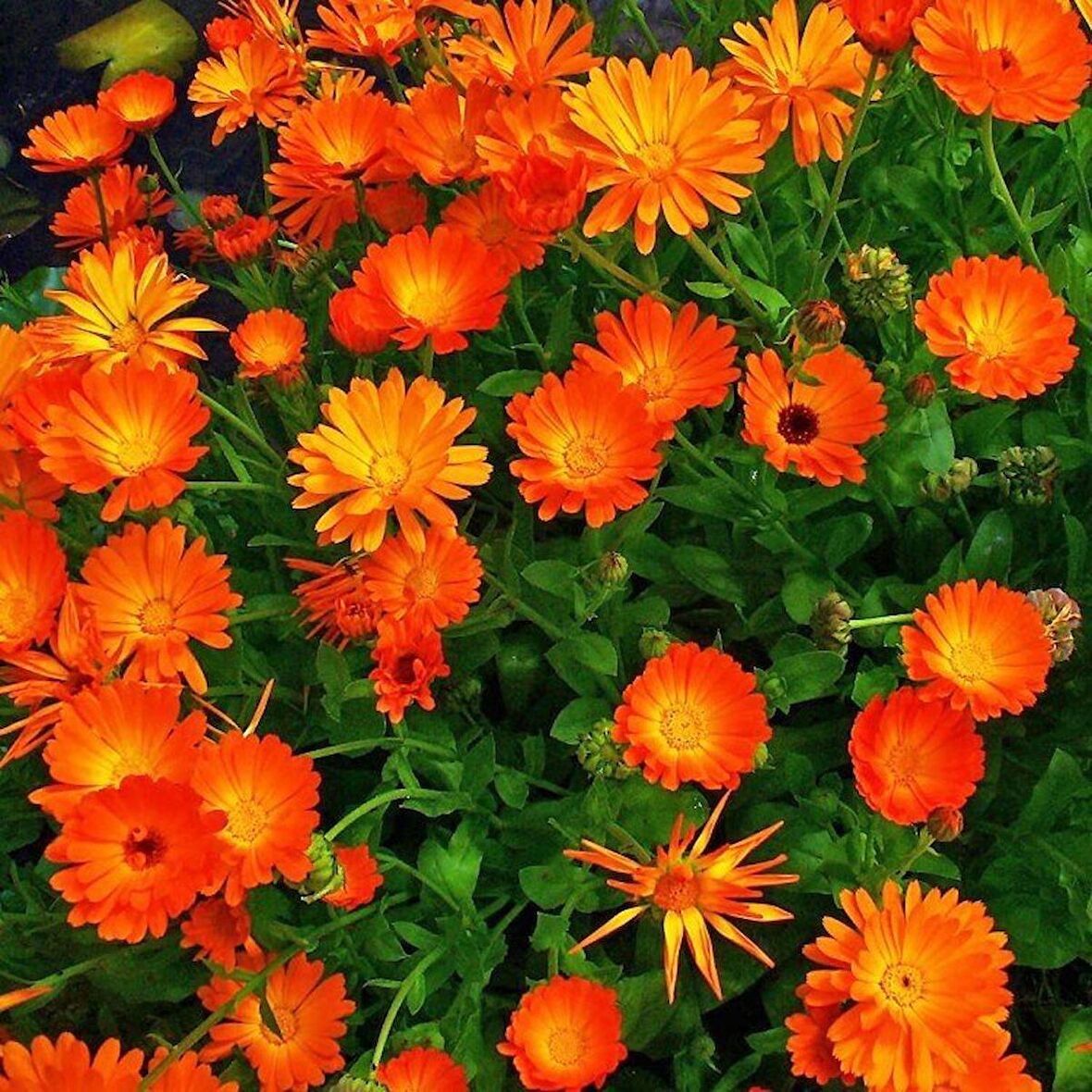Turuncu Orange Aynısafa Çiçeği Tohumu(40 tohum)