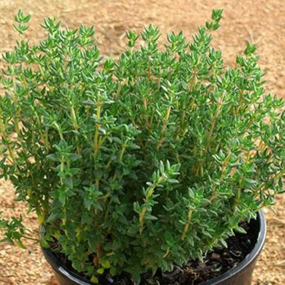Naturel Saksılık Dik Gelişen Yeşil Kekik Tohumu(100 tohum)
