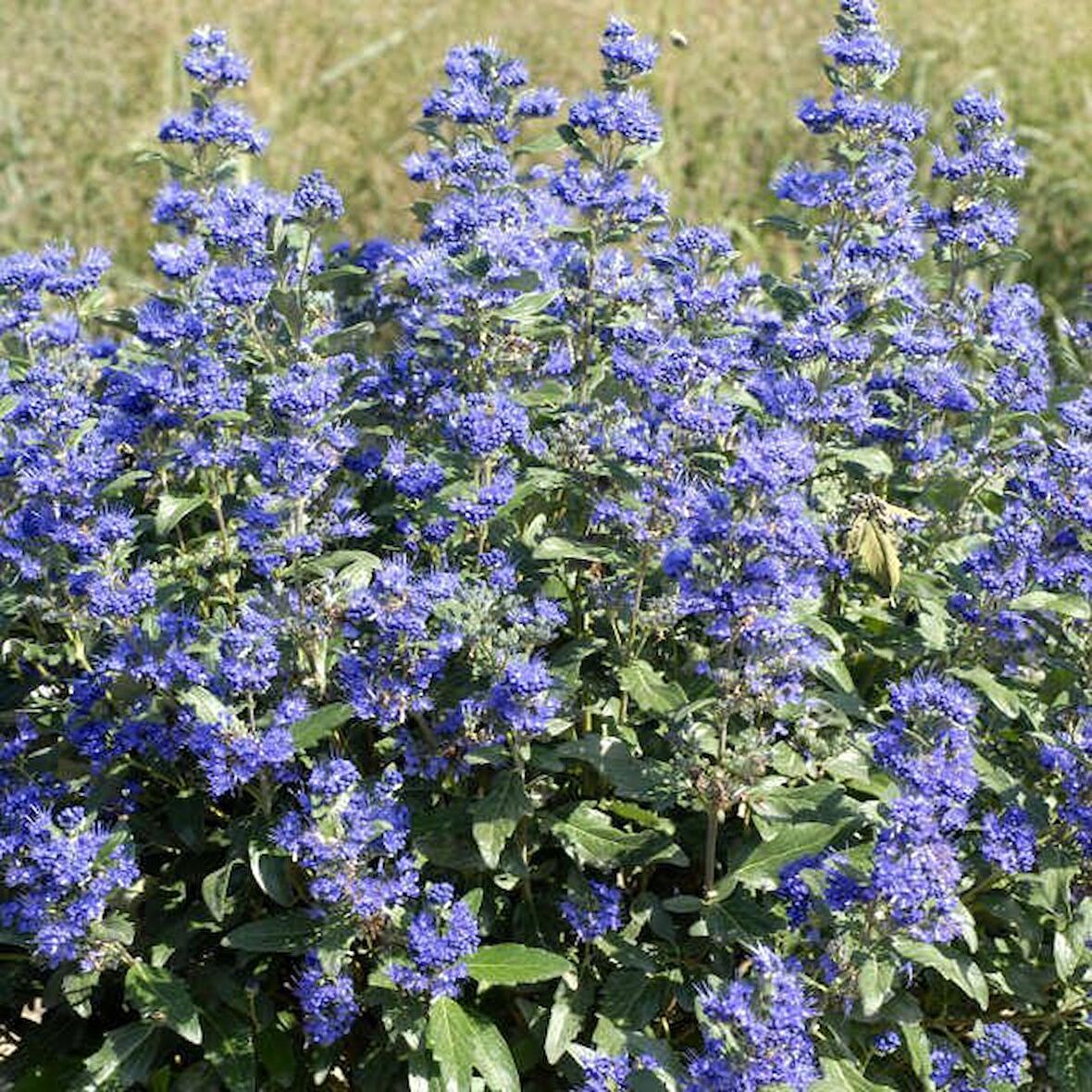 Hidcote Blue Lavanta Tohumu (100 tohum)