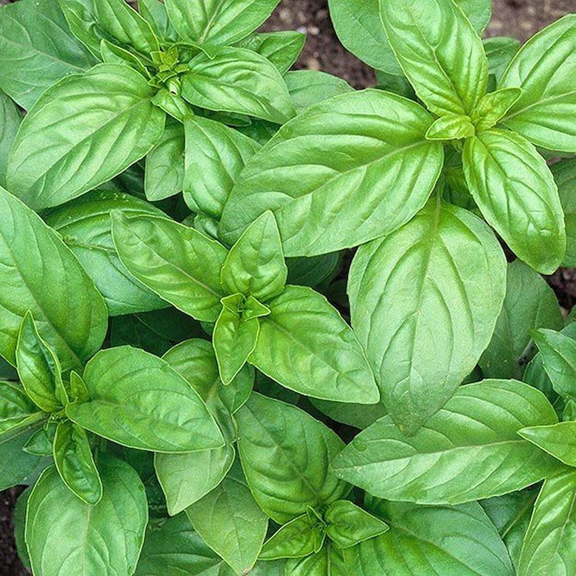 Geniş Yaprakllı Genovese Fesleğen Tohumu (200 tohum)