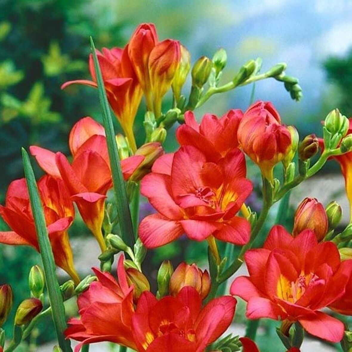 Double Red Katmerli Frezya Çiçeği Soğanı (5 adet)