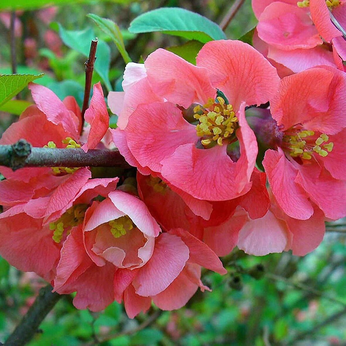 Tüplü Japanese Quince Japon Ayvası Fidanı