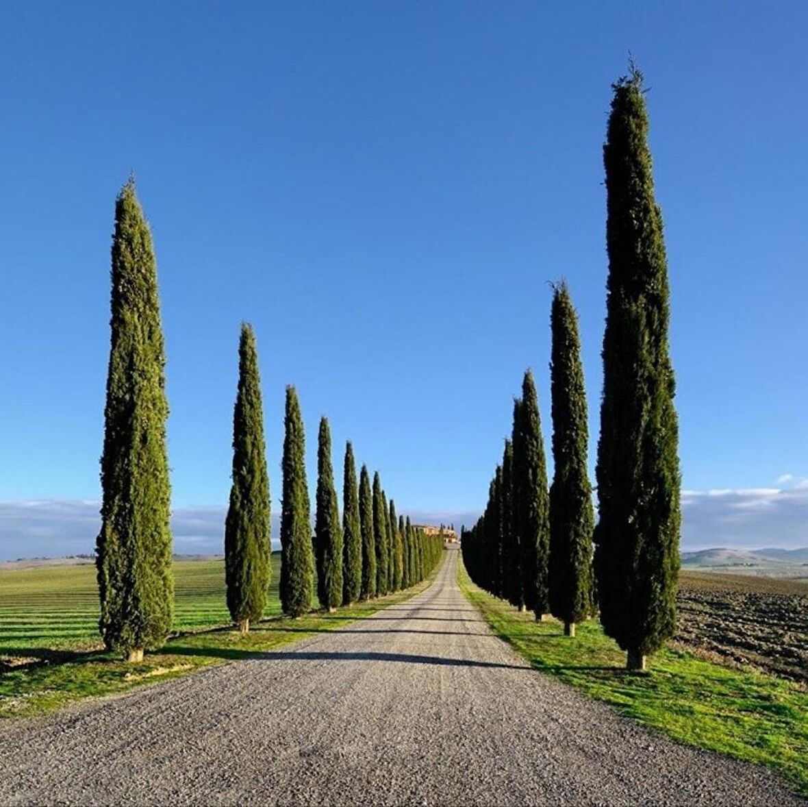 Tüplü Kara Servi (Cupressus sempervirens) Fidanı (20-30 cm)