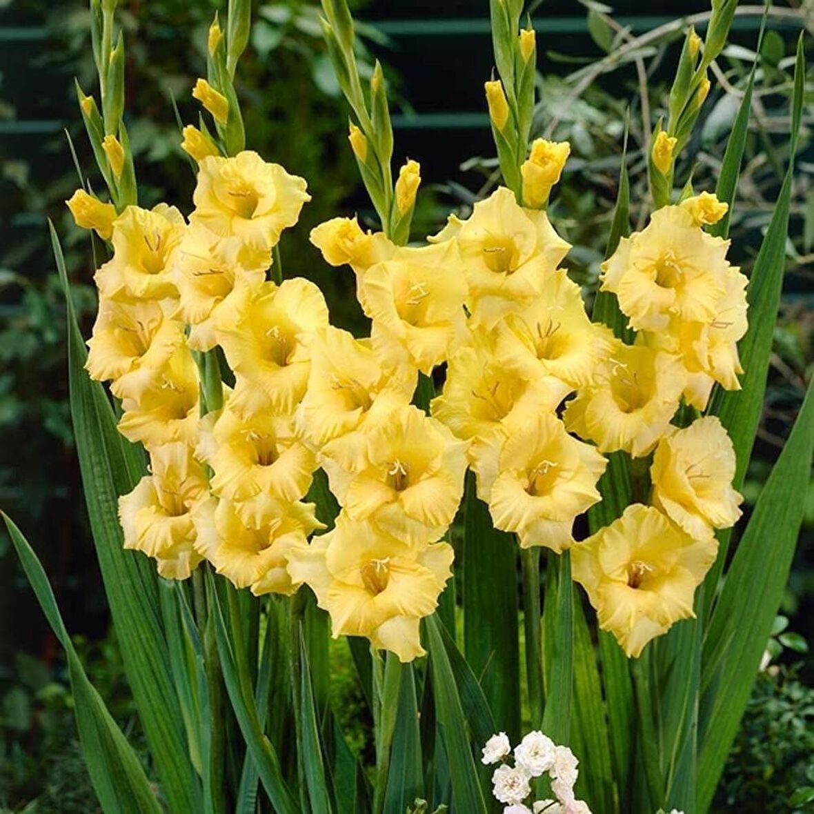 Sarı Gladiolus Charisma Glayör Çiçeği Soğanı (4 adet)