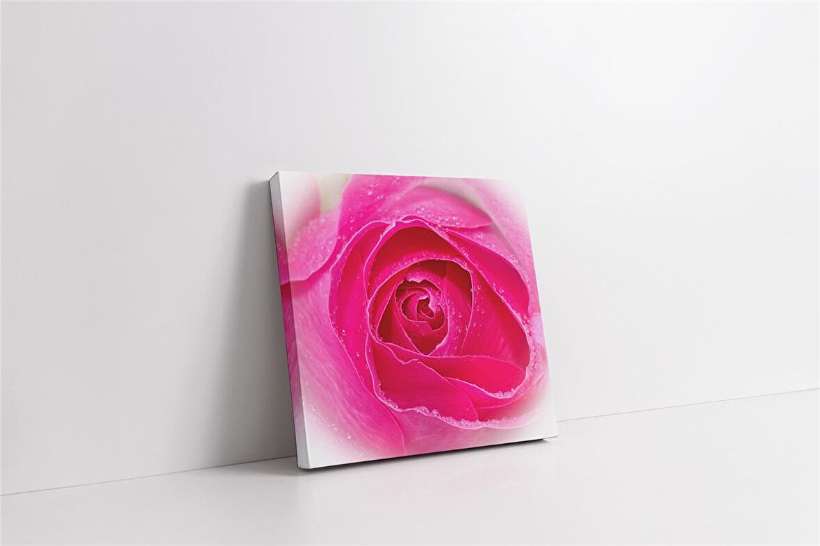 Yakın Çekim Pembe Gül Kanvas Tablo