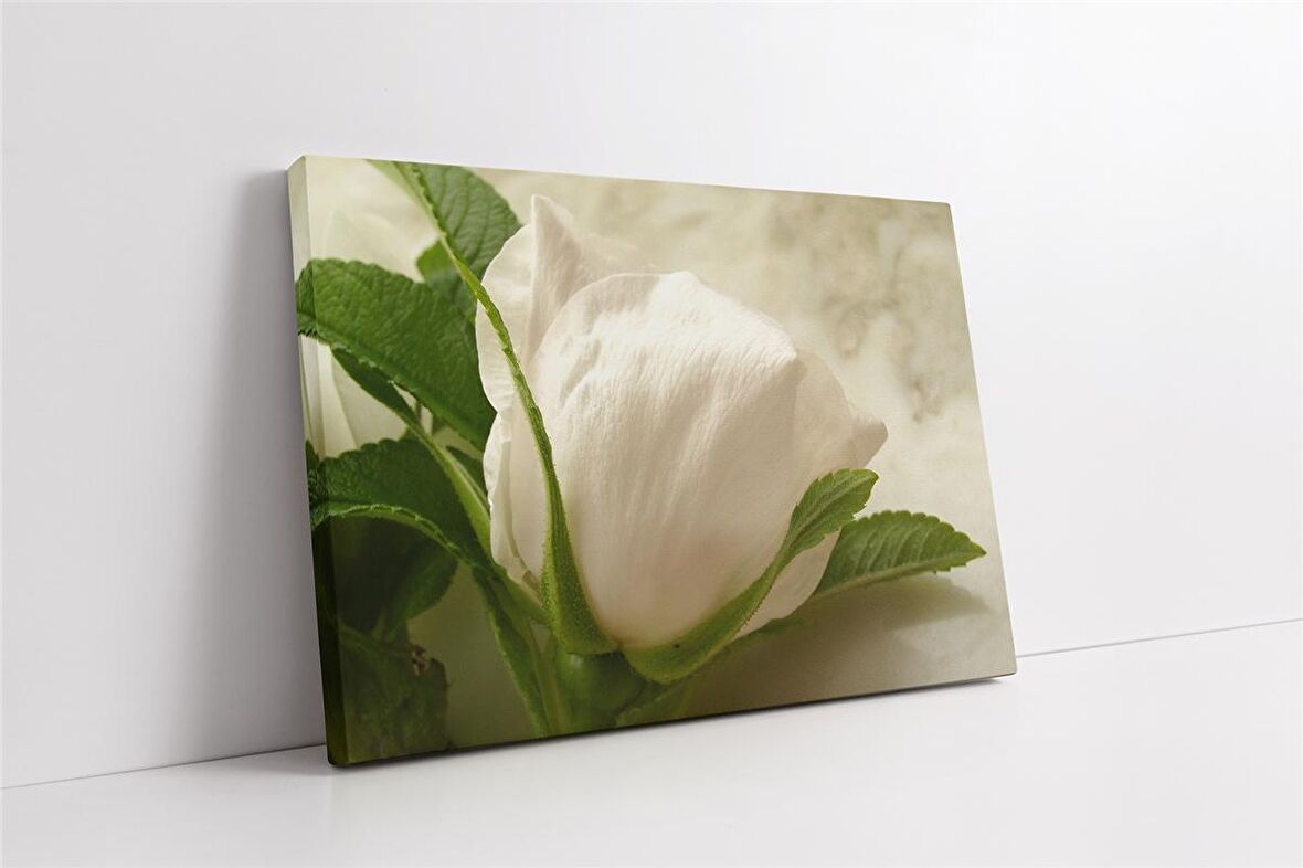 Beyaz Gül Kanvas Tablo