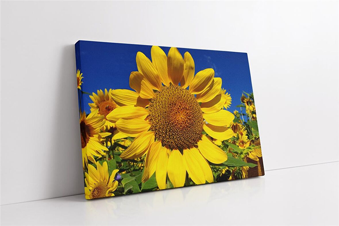 Ayçiçeği Kanvas Tablo