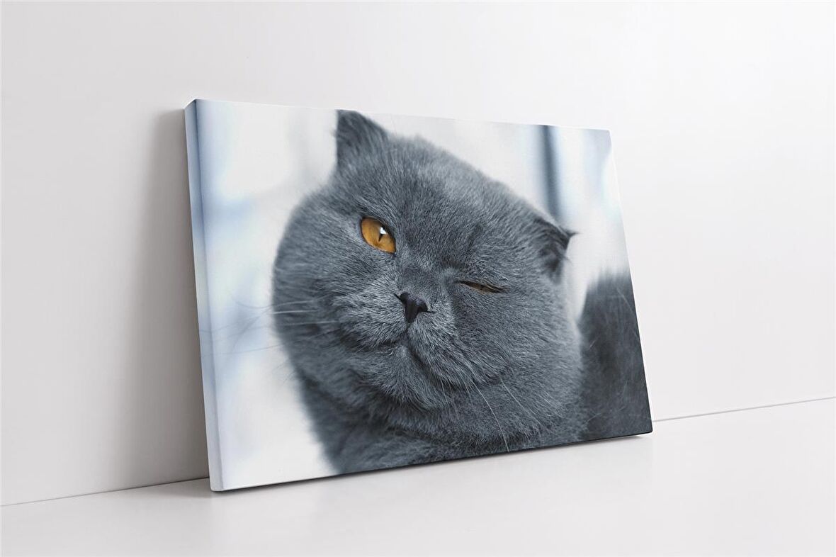 Gri Kedi Kanvas Tablo