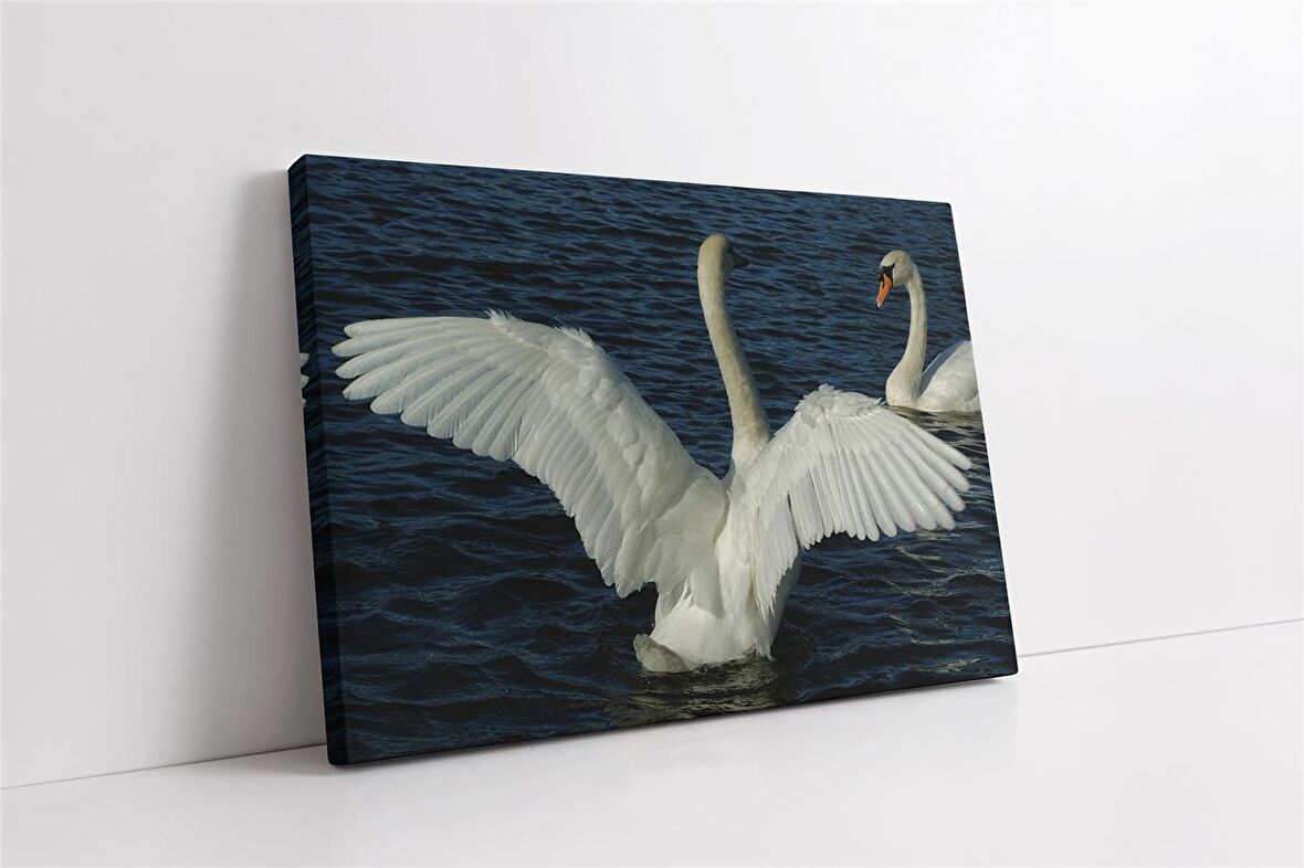 Beyaz Kuğu Kanvas Tablo